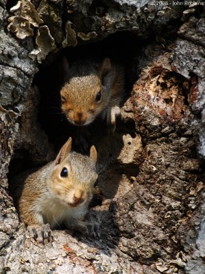 Squirrel Pair