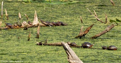 Painted Turtle Party