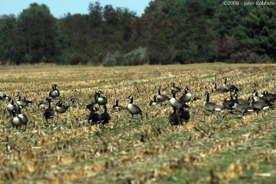 Cornfield Geese