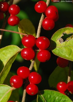 Berries