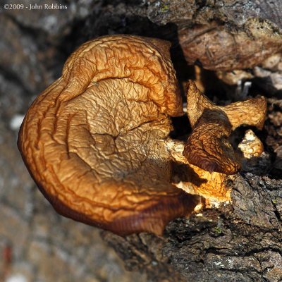 Wrinkled Fungus