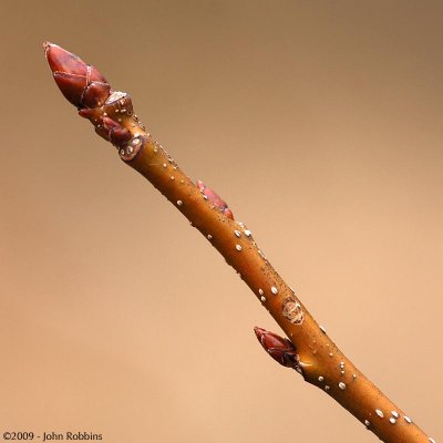 Bud