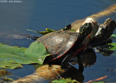 Happy Turtle