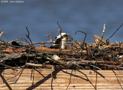 Osprey