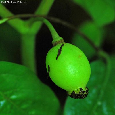 May Apple
