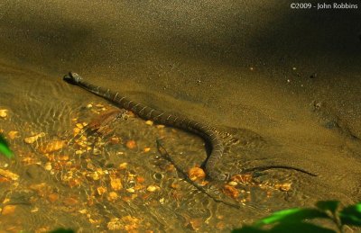 Northern Water Snake