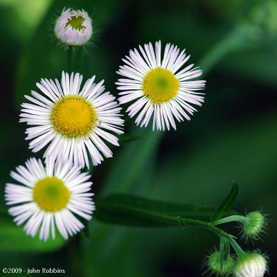 Common Fleabane