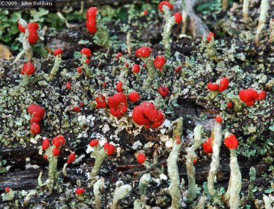 Red Fungi