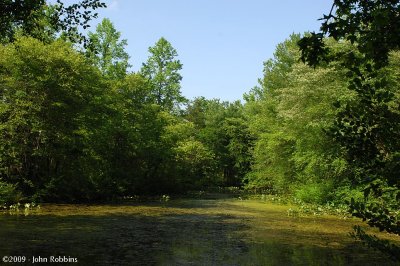 Turtle Pond