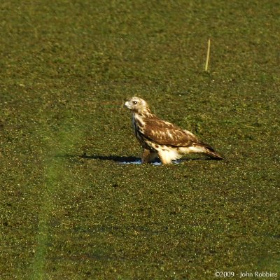 Osprey In Water