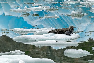 Harbor Seal and Pup