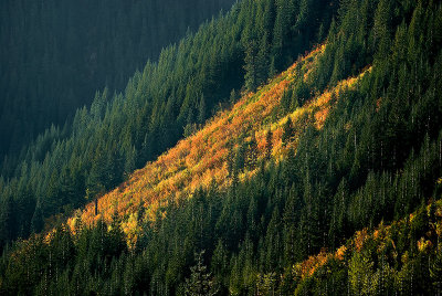 Autumn Cascade
