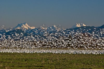 Snow Geese 1