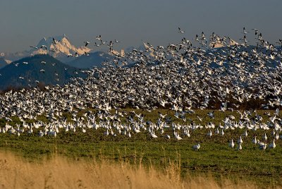 Snow Geese 3