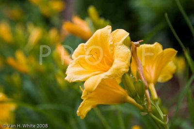 IMG_4682 prf.jpg