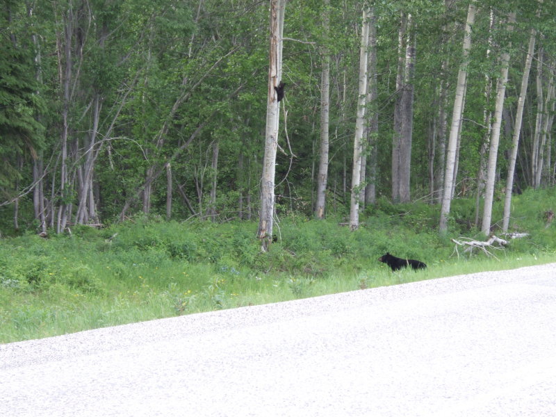 Black Bear Sow and Her Cubs Along the Alaska Highway