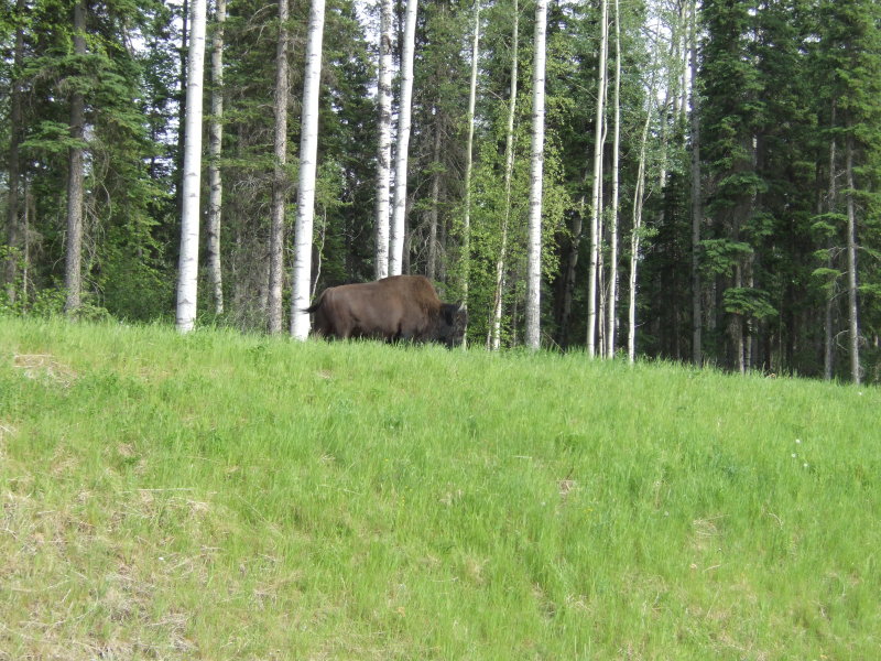 Bison Along the Alaska Hwy