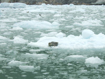 Seals in Tracy Arm Fjord