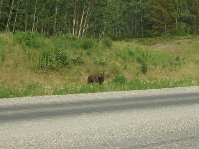 Brown Bear Along Alaska Highway