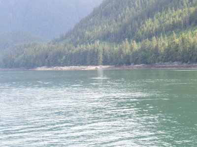 Humpback Whale Near Juneau, AK