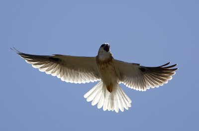 Black-Shouldered Kite (juv)