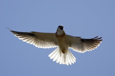 Australian Birds Of Prey