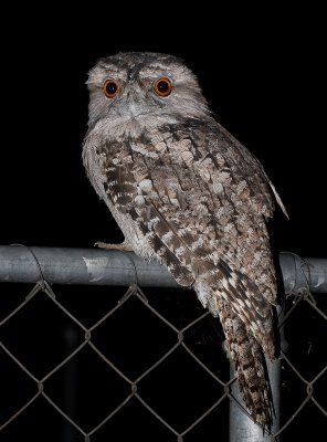 Frogmouth