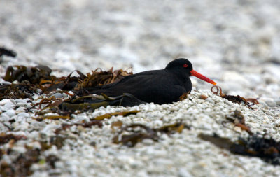 Sooty Oystercatcher