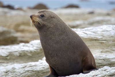 Fur seal at Kaikora