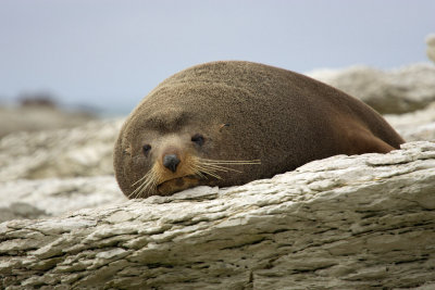Fur seal at Kaikora