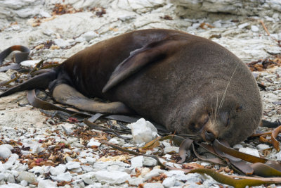 Fur seal at Kaikora