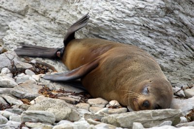 Fur seal at Kaikora