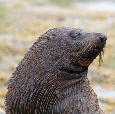 Fur seal at Kaikora