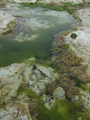 Seaweed at Kaikora