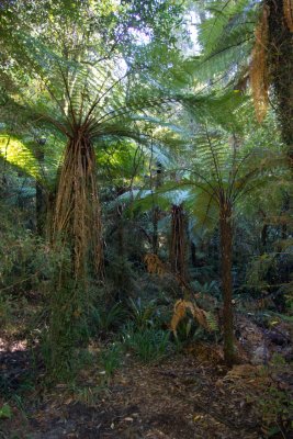 Rain forest at Hokitika Gorge