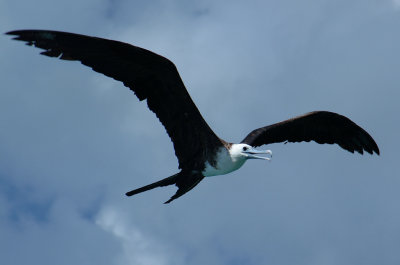 Frigate bird.jpg