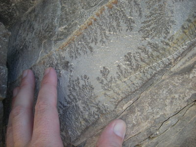Fossils along Zanskar River, northern India