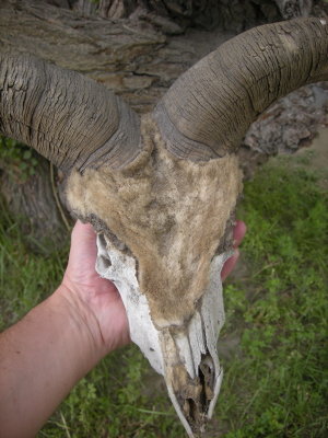 Wild goat skull