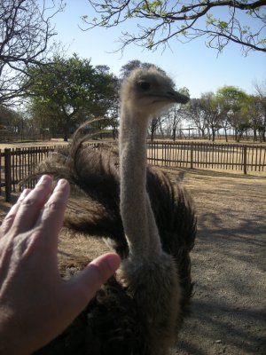 Ostrich, South Africa (2012)