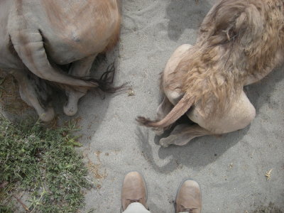 Nubra Valley, Jammu and Kashmir (2012)