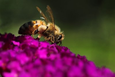 Honey Bee 1.jpg
