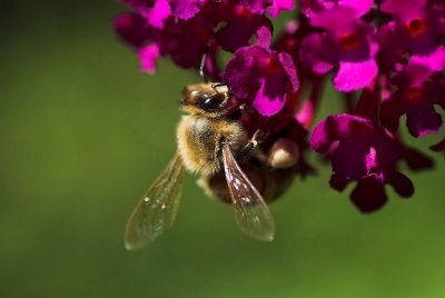 honey Bee 2.jpg