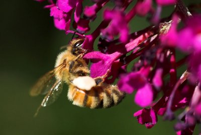Honey Bee 3.jpg