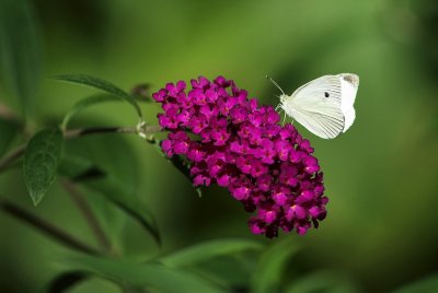 Cabbage Butterfly1.jpg