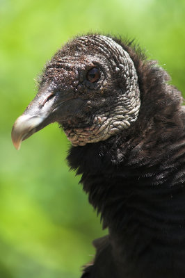 Black Vulture 6s.jpg