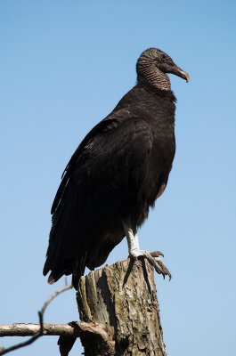 Black Vulture 9s.jpg