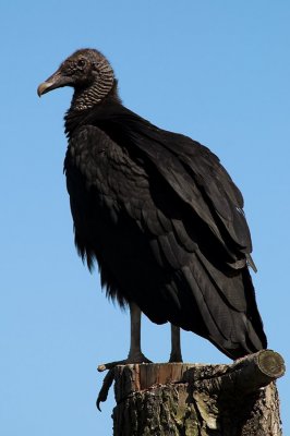 Black Vulture 10s.jpg