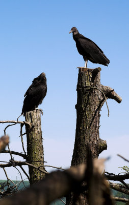Black Vulture 11s.jpg