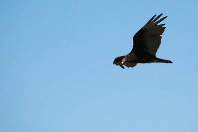 Turkey Vulture 5s.jpg