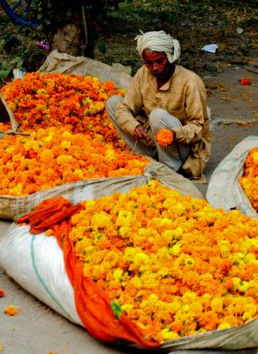 Marigold Vendor.jpg